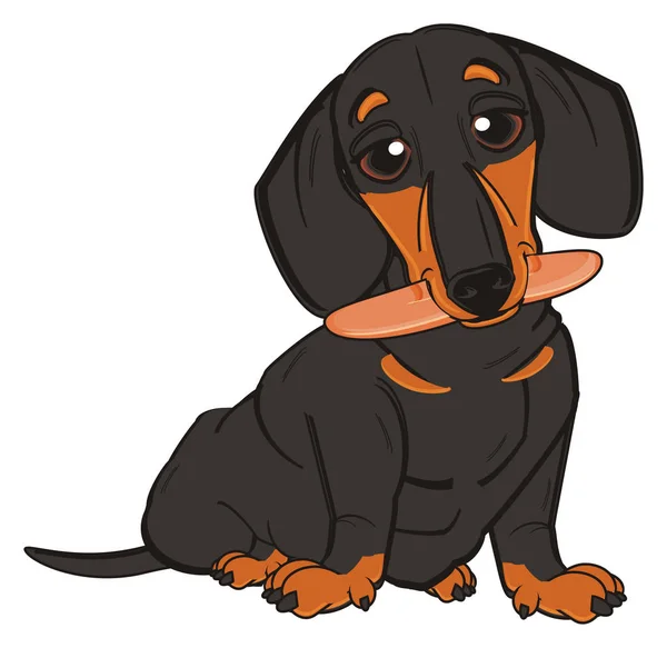 Lindo dachshund negro — Foto de Stock