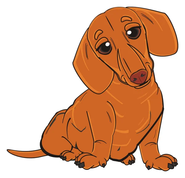 Lindo dachshund naranja — Foto de Stock