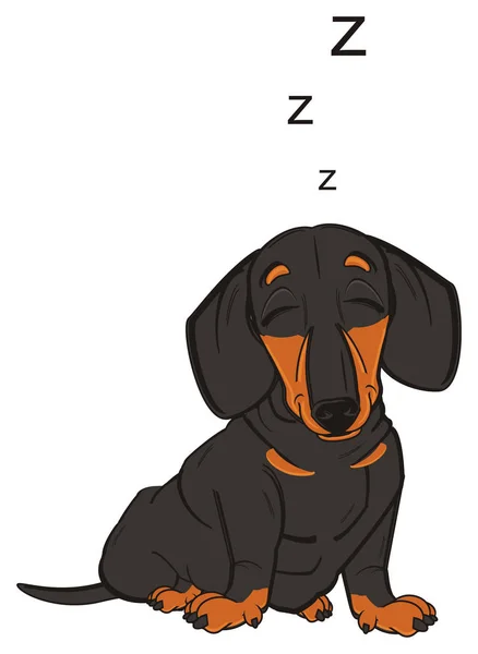 Bonito dachshund preto — Fotografia de Stock