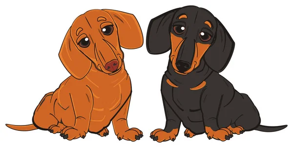 Dois dachshunds diferentes — Fotografia de Stock