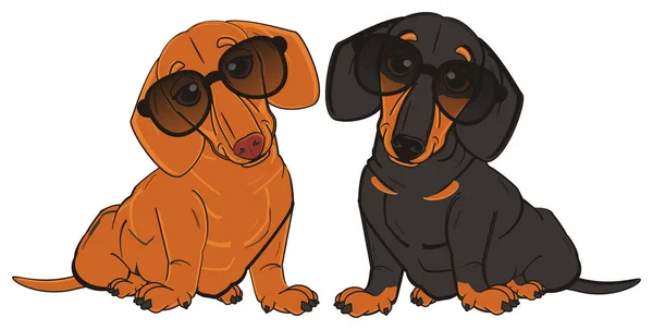 Bonito dachshunds em óculos de sol — Fotografia de Stock