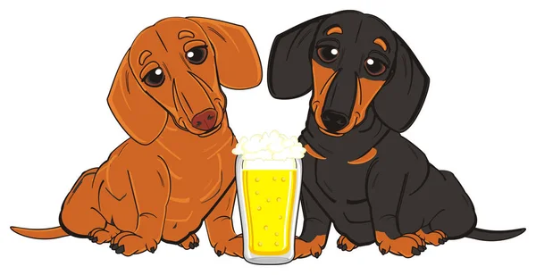 Δύο dachshunds με ποτό — Φωτογραφία Αρχείου