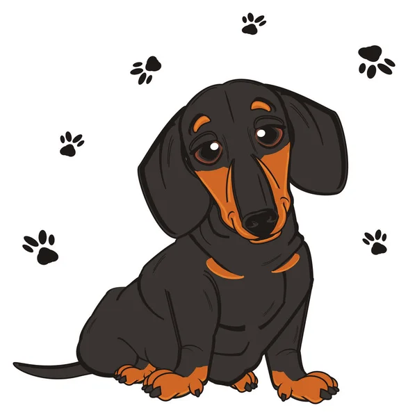 Lindo dachshund negro —  Fotos de Stock