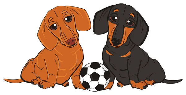 Δύο dachshunds με μια μπάλα — Φωτογραφία Αρχείου