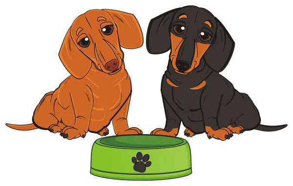 그릇으로 두 dachshunds — 스톡 사진
