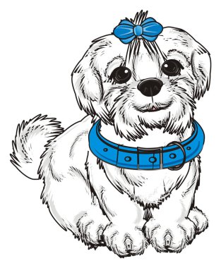 şirin Malta köpek