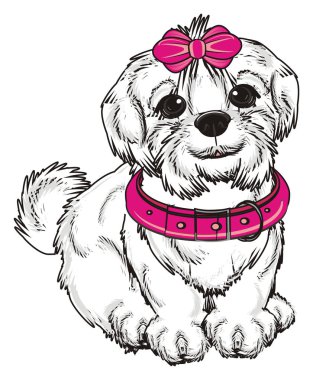 şirin Malta köpek