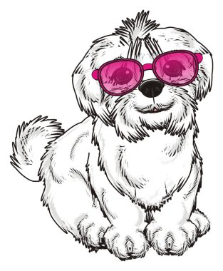 şirin Malta köpek
