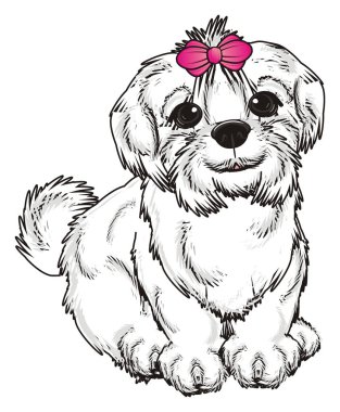 şirin Malta köpek