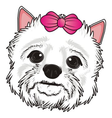 Batı Highland Beyaz Teriyeri