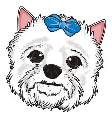 Batı Highland Beyaz Teriyeri