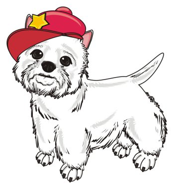 Batı Highland Beyaz Teriyeri