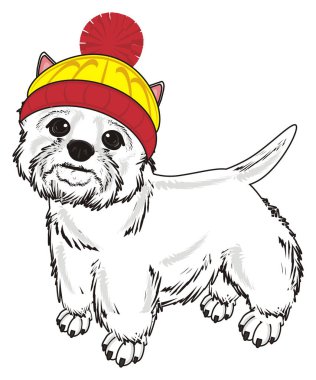 Batı Highland Beyaz Teriyeri