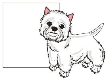 Batı Highland Beyaz Teriyeri