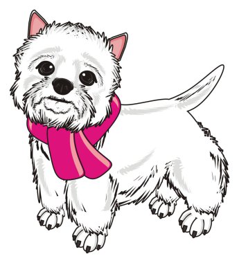 Batı Highland Beyaz Teriyeri