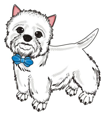 Batı Highland Beyaz Teriyeri