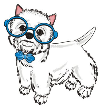 Batı Highland Beyaz Teriyeri