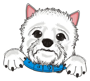 Batı Highland Beyaz Teriyeri