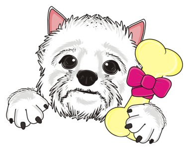 Batı Highland Beyaz Teriyeri