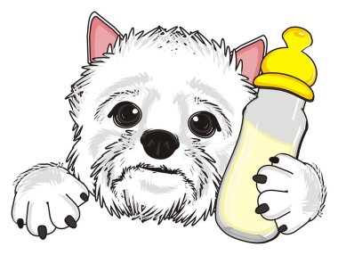 Batı Highland Beyaz Teriyeri