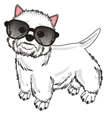 Batı Highland Beyaz Teriyeri