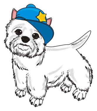 Batı Highland Beyaz Teriyeri