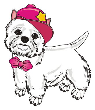 Batı Highland Beyaz Teriyeri