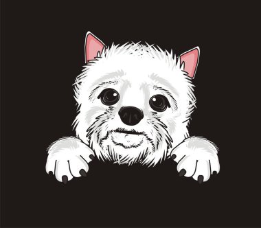 Batı Highland Beyaz Teriyeri