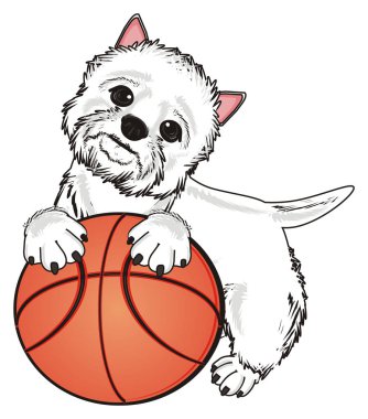 Batı Highland Beyaz Teriyeri