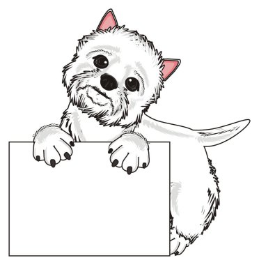 Batı Highland Beyaz Teriyeri