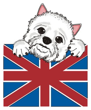 Batı Highland Beyaz Teriyeri