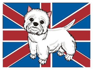 Batı Highland Beyaz Teriyeri