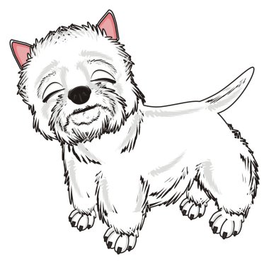 Batı Highland Beyaz Teriyeri