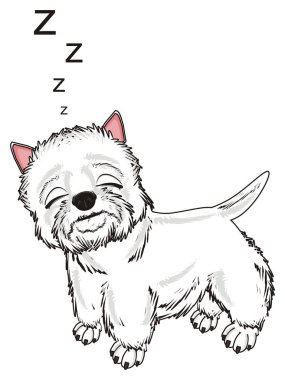 Batı Highland Beyaz Teriyeri