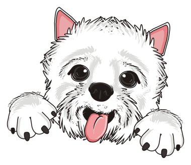 Batı Highland Beyaz Teriyeri