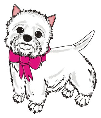 Batı Highland Beyaz Teriyeri