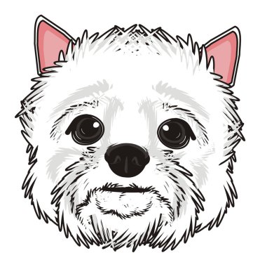 Batı Highland Beyaz Teriyeri