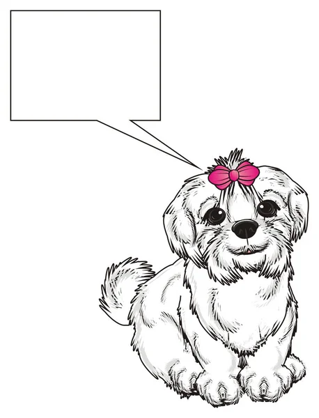 Cute Maltese dog — Stock Photo, Image