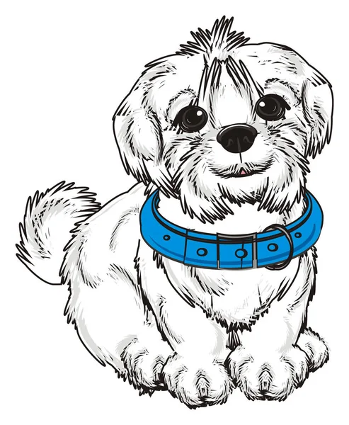 Cute Maltese dog — Stock Photo, Image