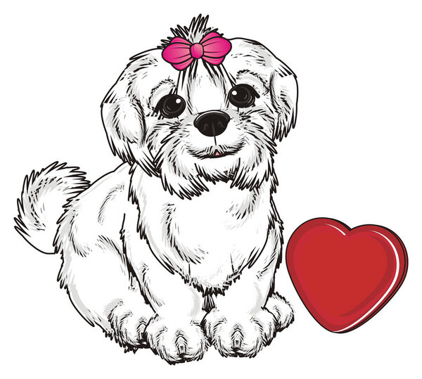 милая мальтийская собака
