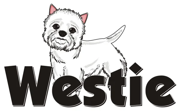 West Highland vit terrier — Stockfoto