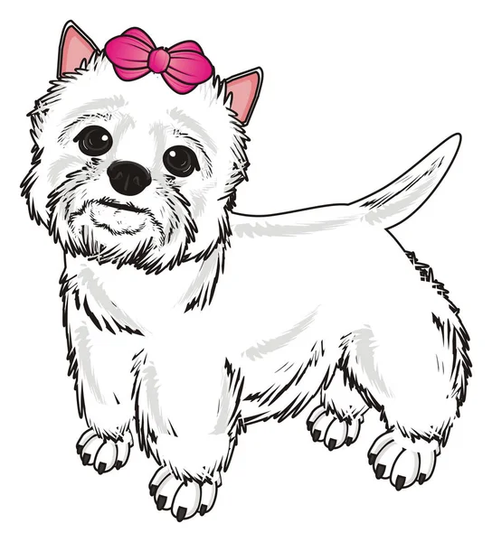 Zachodnia Highland White Terrier — Zdjęcie stockowe