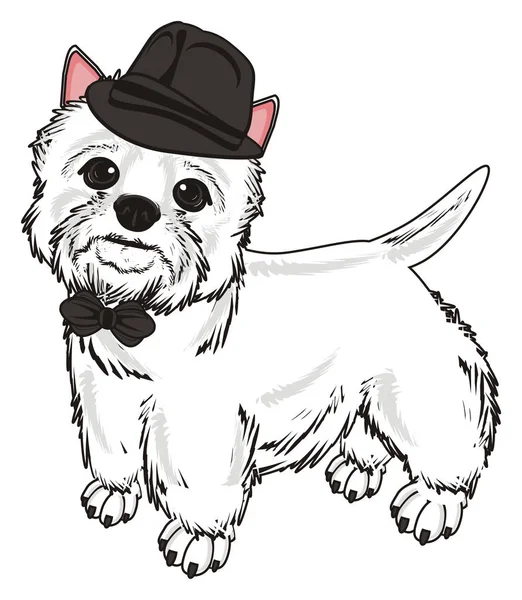 Batı Highland Beyaz Teriyeri