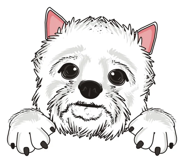 Batı Highland Beyaz Teriyeri