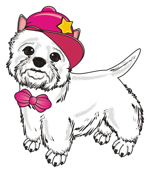 Batı Highland Beyaz Teriyeri