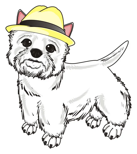 Batı Highland Beyaz Teriyeri