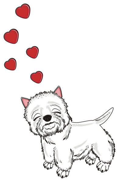 Западно-Хайлендский белый терьер