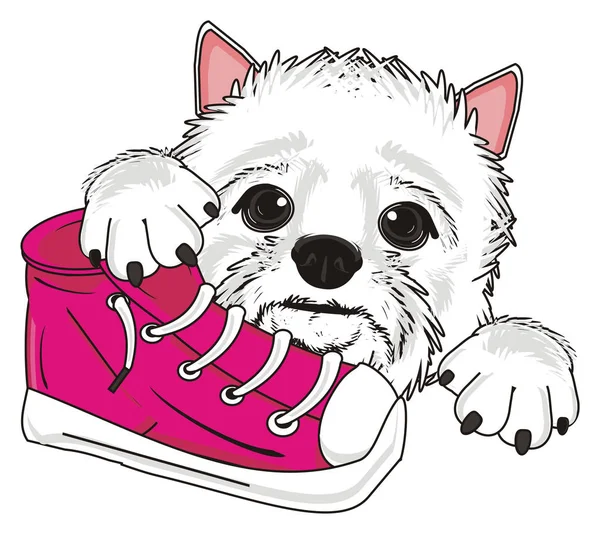 Batı Highland Beyaz Teriyeri