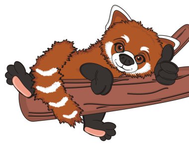 sevimli kırmızı panda