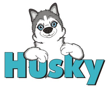 şirin gri husky